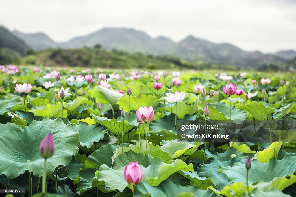 Close-up of pink lotus flowers on a lake in China, mountains in background