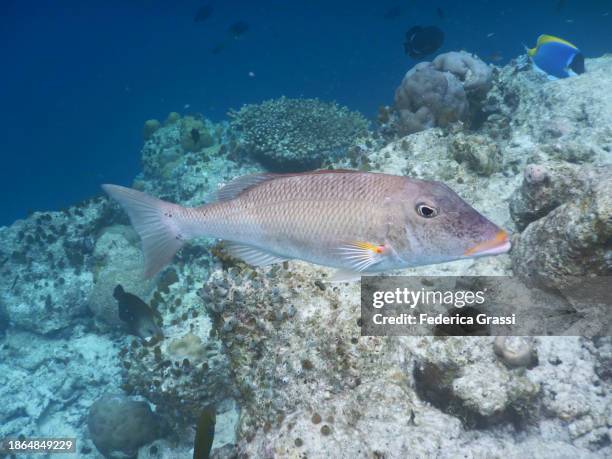 trumpet emperor (lethrinus miniatus) - lethrinus stock pictures, royalty-free photos & images