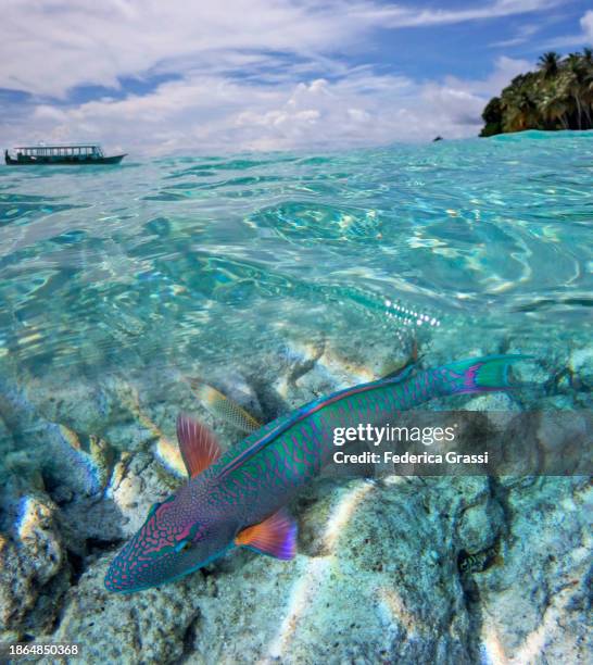 split-level view of fihalhohi maldivian lagoon with bicolor parrotfish (cetoscarus bicolor) - bicolour parrotfish stock pictures, royalty-free photos & images