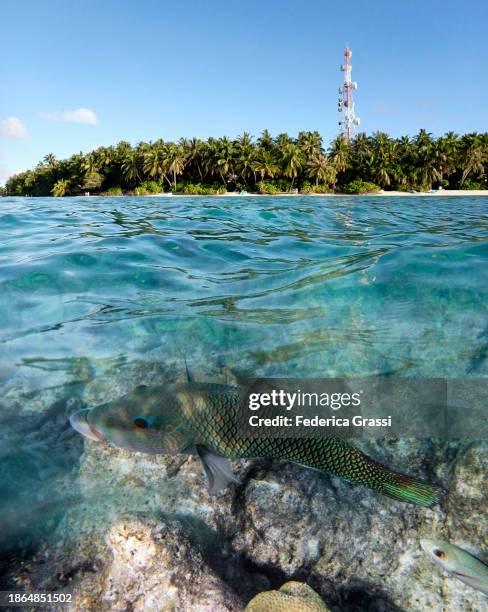 split-level view of fihalhohi island above and underwater with blackeye thicklip (hemigymnus melapterus ) - bicolour parrotfish stock pictures, royalty-free photos & images