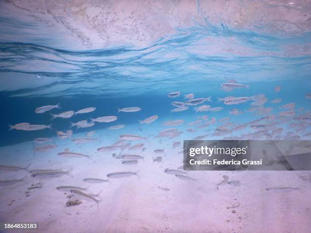shoal of small fish (silver sprat, spratelloides gracilis) in maldivian lagoon - sprat fish stock pictures, royalty-free photos & images