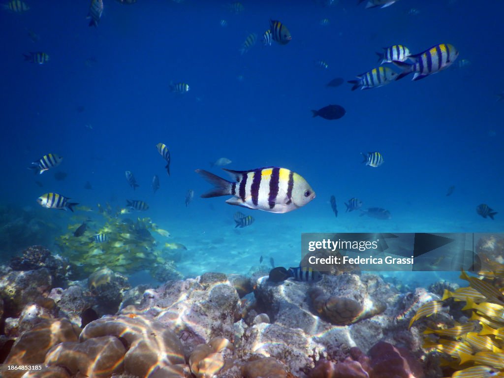 Shoal of Abudefduf saxatilis (Sergeant major fish), Fihalhohi Island, Maldives