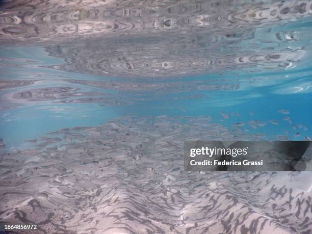 shoal of small fish (silver sprat, spratelloides gracilis) in maldivian lagoon - sprat fish stock pictures, royalty-free photos & images