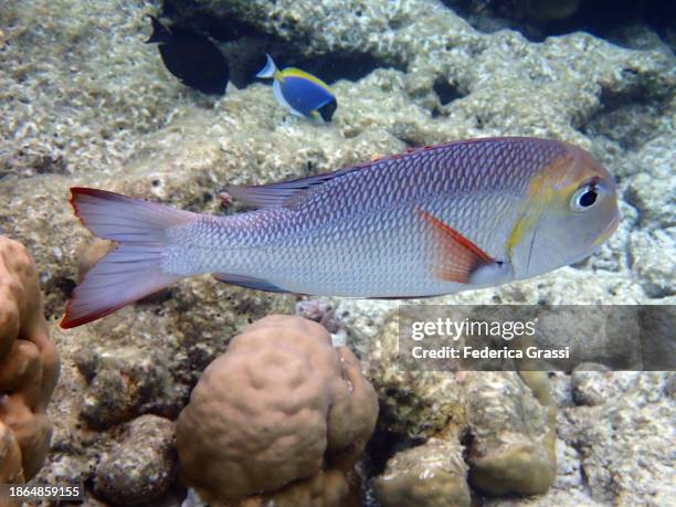 humpnose big-eye bream (monotaxis grandoculis) - humpnose bigeye bream stock pictures, royalty-free photos & images