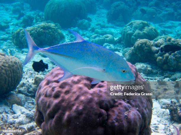 bluefin trevally (caranx melampygus) , fihalhohi island, maldives - bluefin trevally stock pictures, royalty-free photos & images