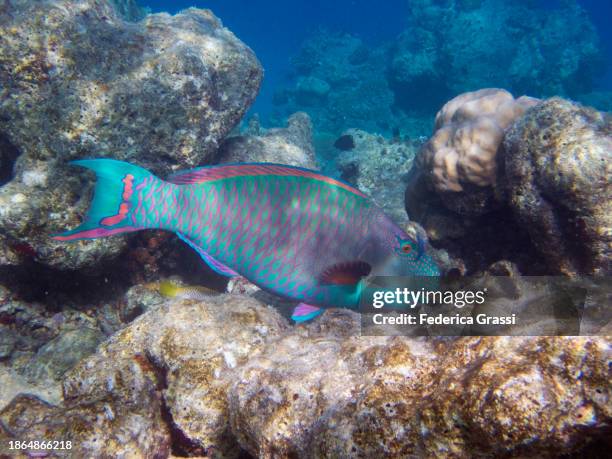 bicolor parrotfish (cetoscarus bicolor) on fihalhohi island coral reef, maldives - bicolour parrotfish stock pictures, royalty-free photos & images