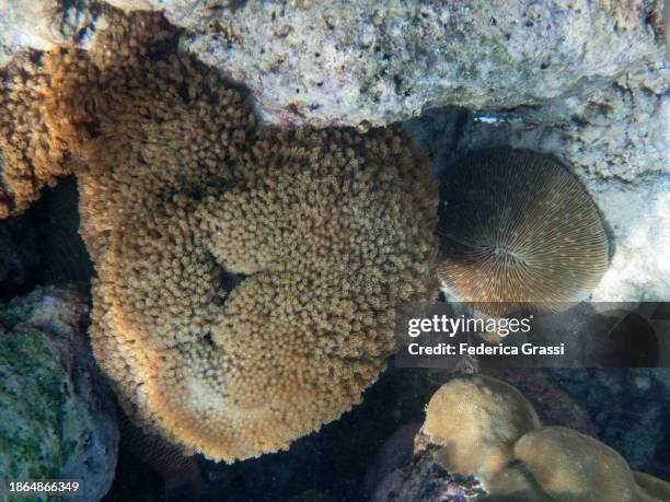 mushroom coral formation (fungia fungites), fihalhohi island, maldives - mushroom coral stock pictures, royalty-free photos & images