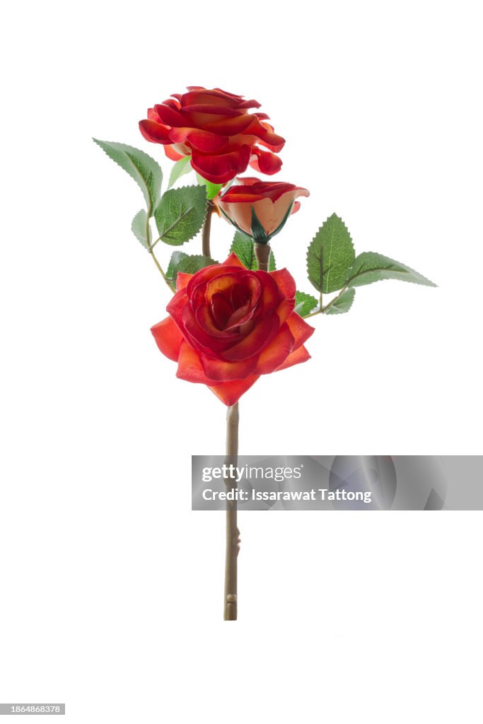 Red roses (petals, leaves, bud and an open flower) isolated on white background