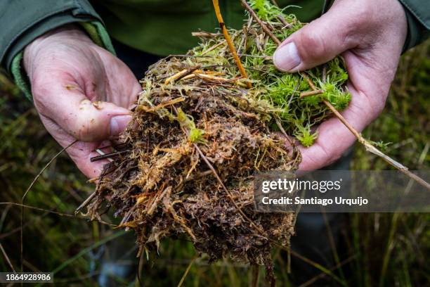 scientist holding on his hand a fen moss - peat bog stock pictures, royalty-free photos & images