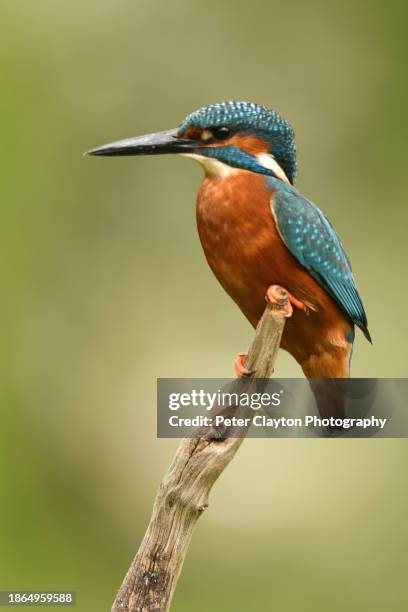 martín pescador - common kingfisher fotografías e imágenes de stock
