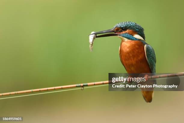 kingfisher on fishing rod - animal body stock pictures, royalty-free photos & images