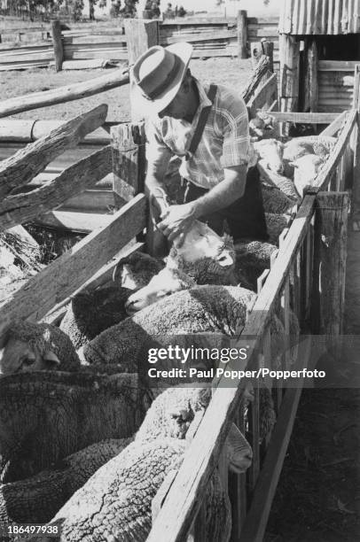 Farmer drenching, or deworming sheep on a farm in Australia, March 1988. He is using a drenching gun to squirt a deworming drug, or anthelmintic,...