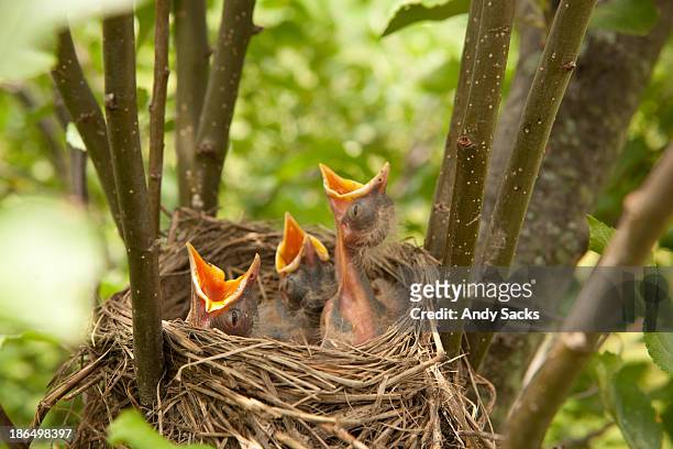 hungry baby robins wait for food. - chelsea michigan stock pictures, royalty-free photos & images