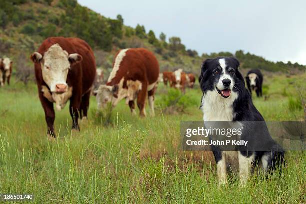 sheepdog with hereford cattle - hereford cattle fotografías e imágenes de stock