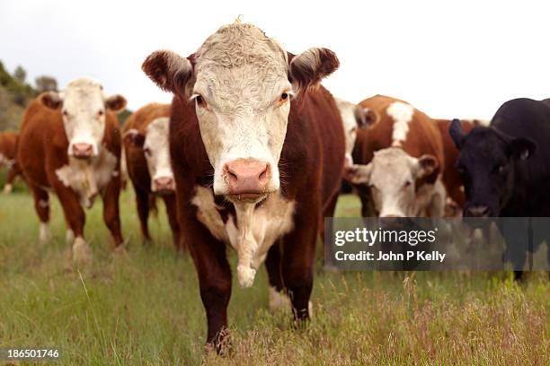hereford cattle - bovin photos et images de collection