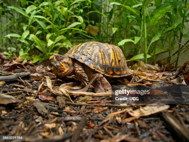 Box Turtle, Fairfax, Virginia.