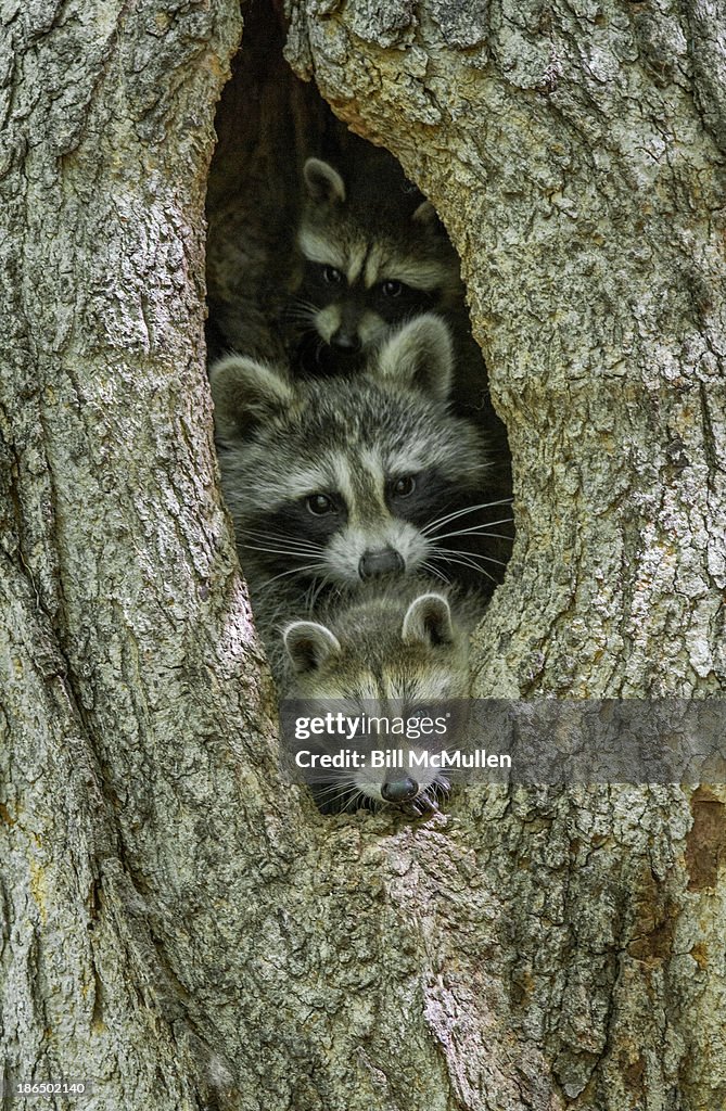 Raccoon Family