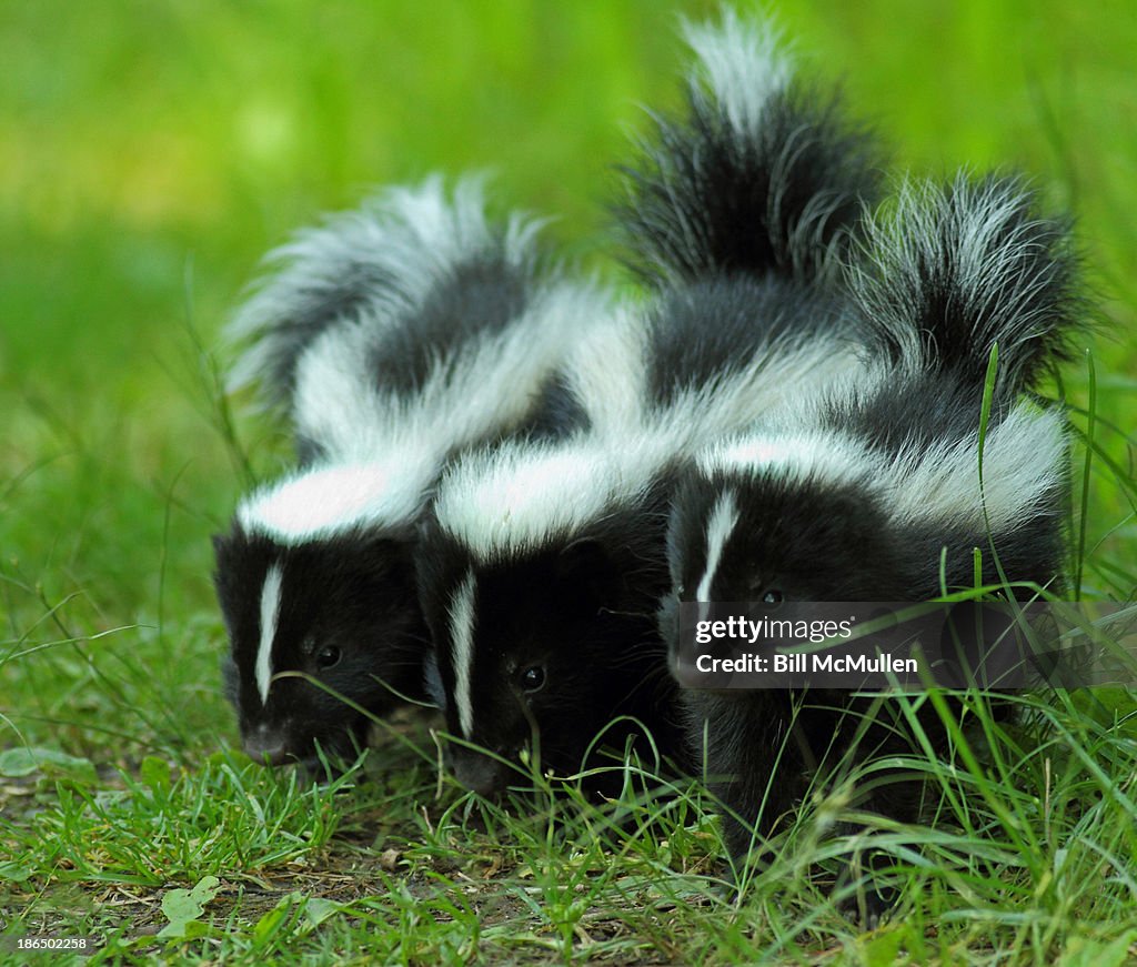 Baby Skunk Trio