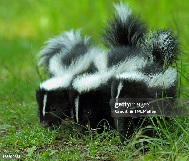 baby skunk trio - mephitidae stock pictures, royalty-free photos & images