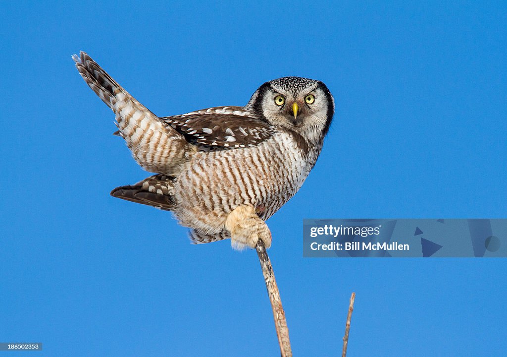 Northern Hawk Owl on Blue