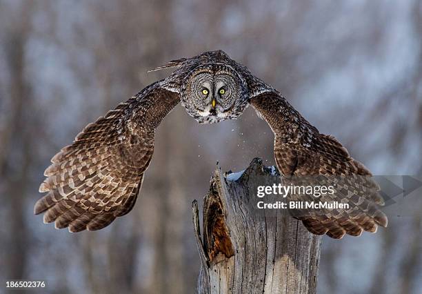 locked on - great grey owl stock pictures, royalty-free photos & images