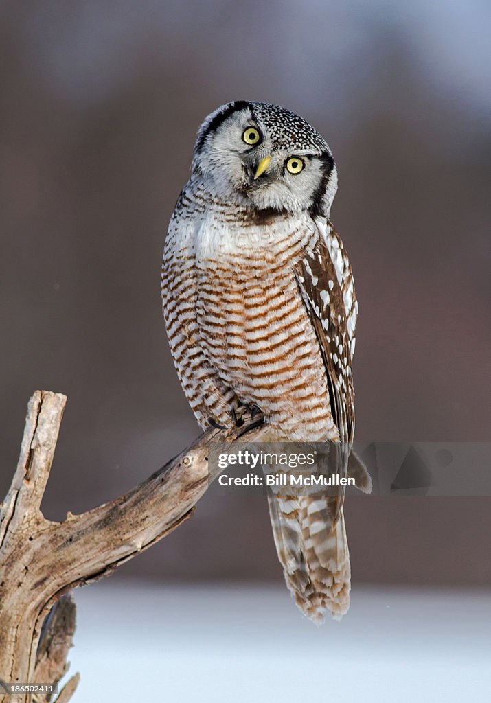 Inquisitive