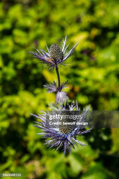 austrian summer flowers - summer natur stock pictures, royalty-free photos & images