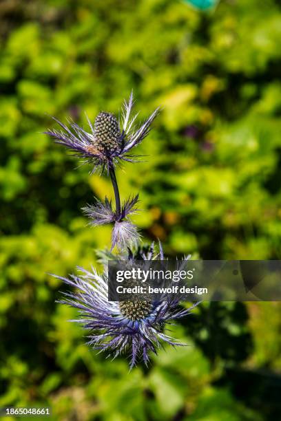 austrian summer flowers - summer natur stock pictures, royalty-free photos & images