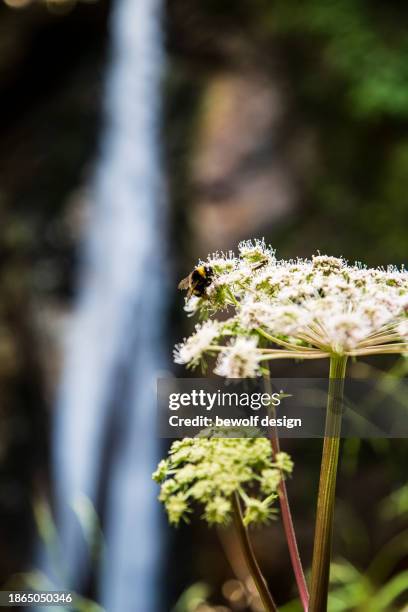 austrian nature in summer - summer natur stock pictures, royalty-free photos & images