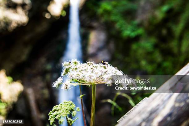 austrian summer flowers - summer natur stock pictures, royalty-free photos & images