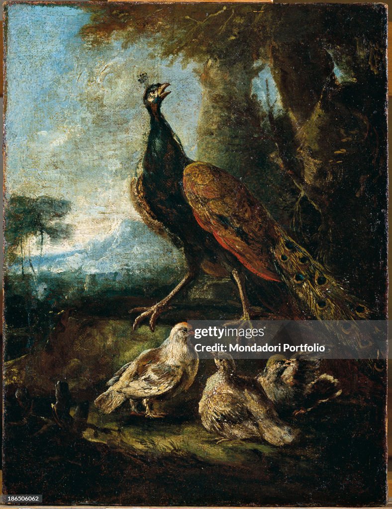 Pickock with three chicks, by Angelo Maria Crivelli also nown as Crivellone and workshop, ca. 1700 - 1730, 18th Century, oil on canvas