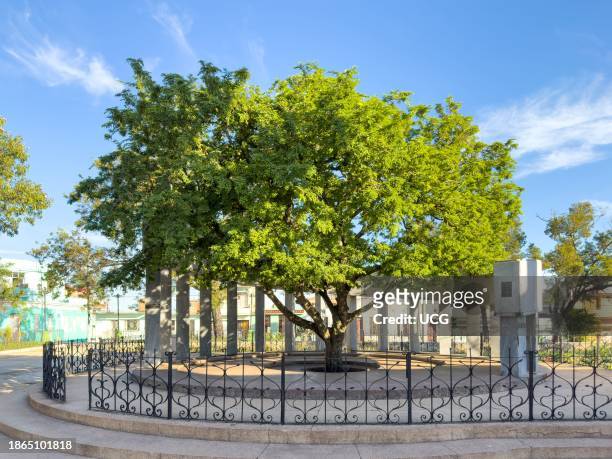 Santa Clara, Cuba, A Ceiba tree and a marble colonnade monument mark the place where the city was founded in colonial times.