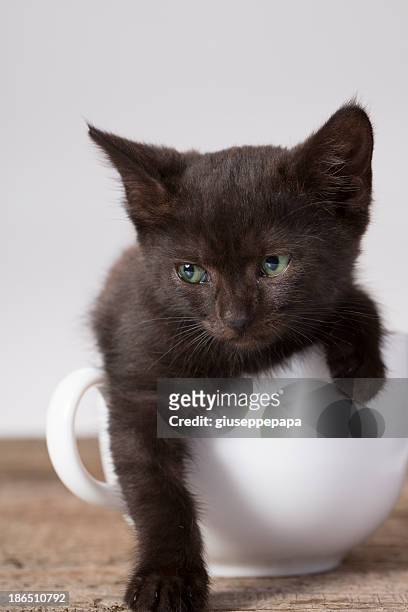 black kitten
