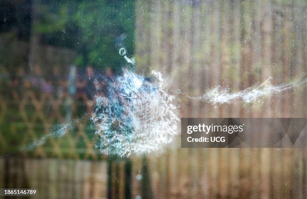 The eye, beak and white bird strike outline imprint of a wood pigeon left after it flew full speed into a sheet of glass on a glass balustrade.