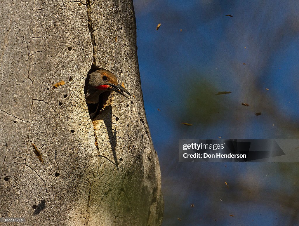 Bird clearing nest hole in tree trunk