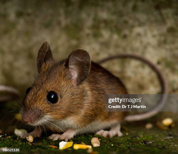 long-tailed fieldmouse - wood mouse stock pictures, royalty-free photos & images