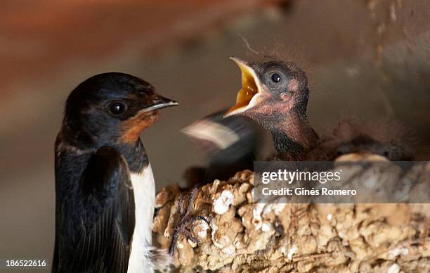 hungry bird - ador valencia stock pictures, royalty-free photos & images