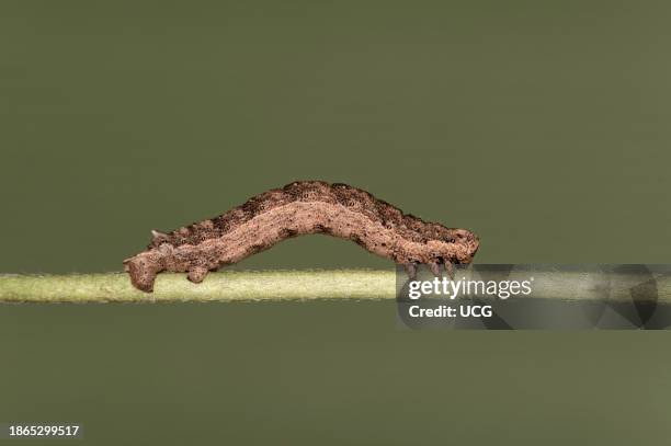 Caterpillar of the Geometer moth Gnophos furvata, Ovronnaz, Valais, Switzerland.