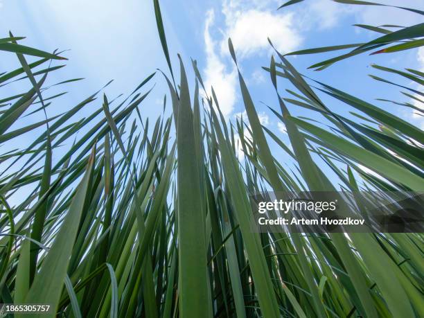 blades of grass, extreme low point view - blade of grass stock pictures, royalty-free photos & images