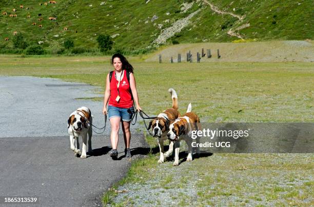 Dog handler of the Barry Foundation with three St. Bernard dogs on the way to the Great St. Bernhard Pass, Bourg-Saint-Pierre, Valais, Switzerland.