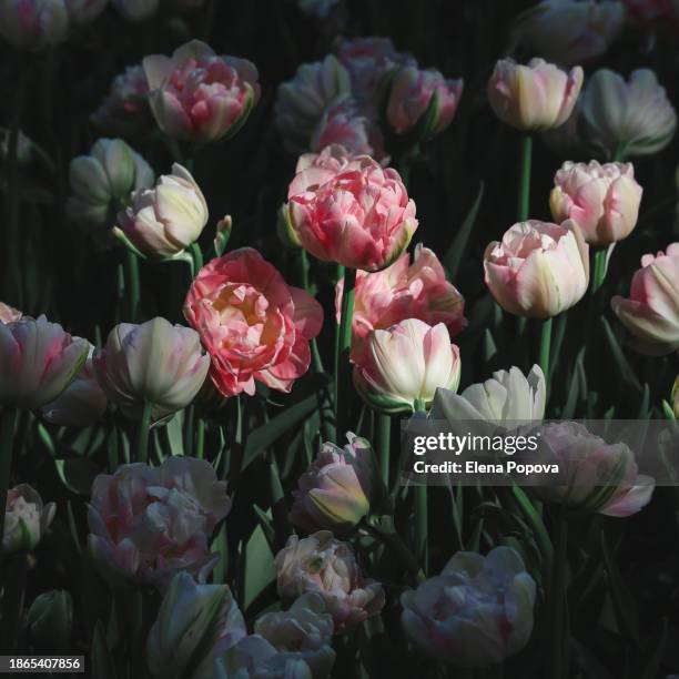 ajar white and pink tulip flower against dark grass background. full frame, ambient sunlight - mottled stock pictures, royalty-free photos & images