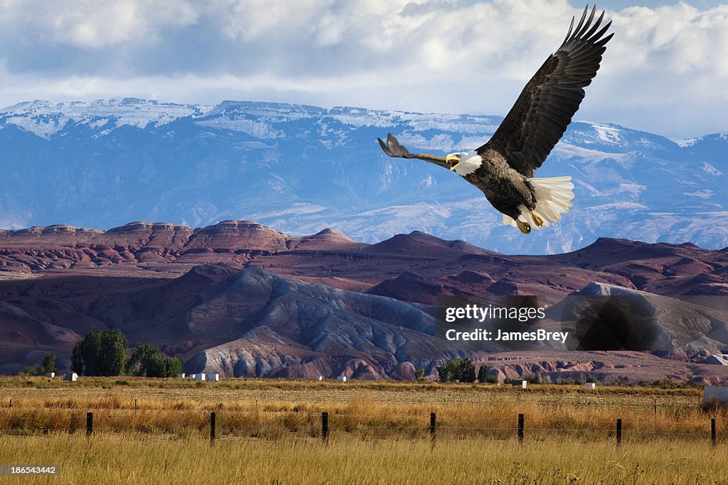 Bald Eagle Swoops Low Over Dramatic Western Landscape
