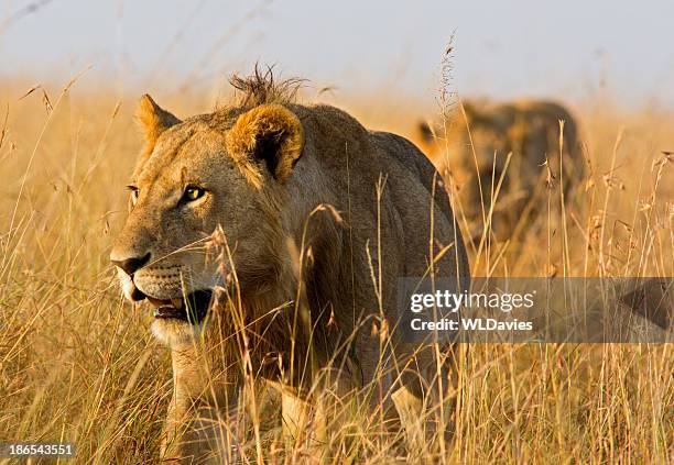 stalking lions - lion hunting stock pictures, royalty-free photos & images