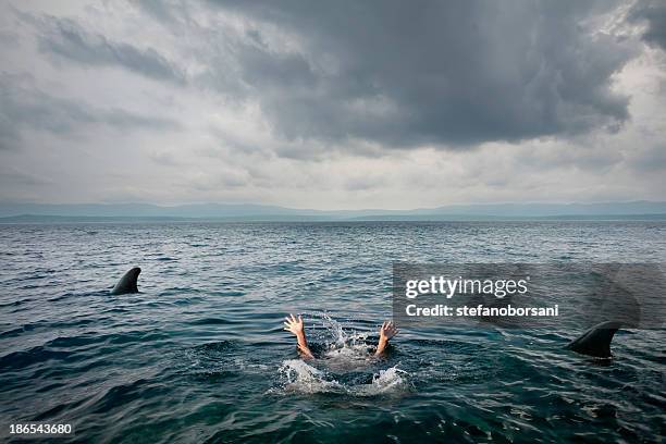sharks attack - attackerande djur bildbanksfoton och bilder