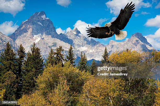 american águila calva con majestuosas montañas grand-tetons - águila fotografías e imágenes de stock