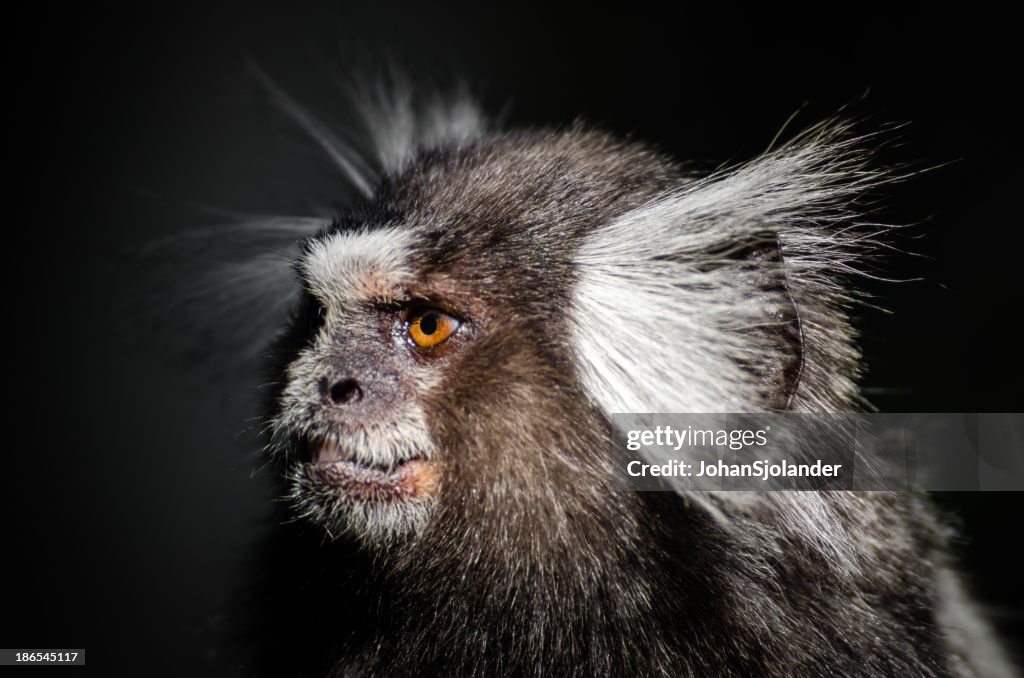 Macaco do Rio de Janeiro