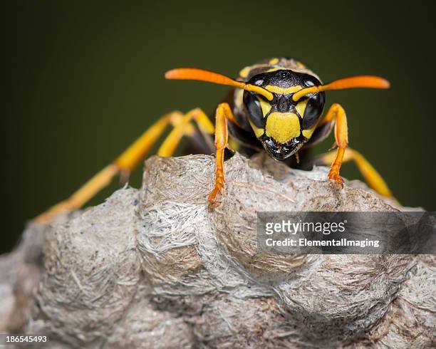 macro insect yellow jacket wasp on nest - hornets stock pictures, royalty-free photos & images
