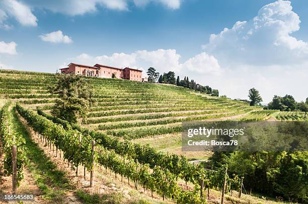 bella panorama di vigneti nel nord italia - friuli foto e immagini stock