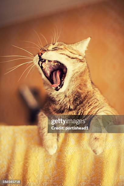 Kittens Rrii Roaring Kitty Photos and Premium High Res Pictures - Getty Images