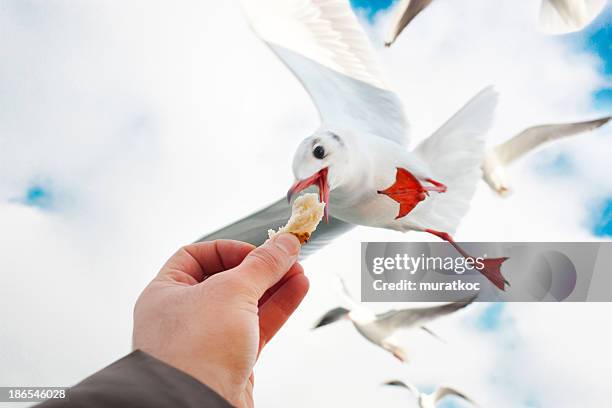 feeding crazy seagulls - seagull eating stock pictures, royalty-free photos & images